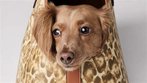 Celine Just Dropped a New Collection of Luxurious Pet Accessories